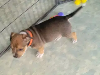 8 uger STAFFI Staffordshire Bull Terrier hvalp