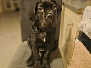 Cane Corso hvalpe