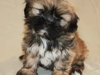 Lhasa Apso hvalpe