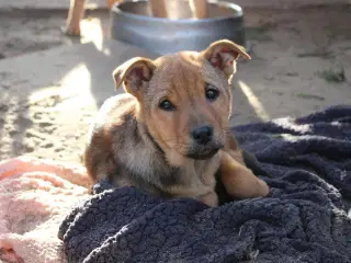 Søde Dina leder efter sit 4-ever hjem 🏡💝