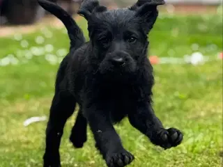 Flytteklar Labradoodle tæver 