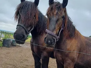 1 årig Jyskhest hingst sælges