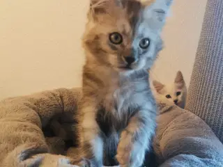 Mainecoon dreng 