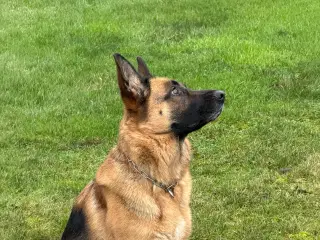 Schæferhund skøn  tæve