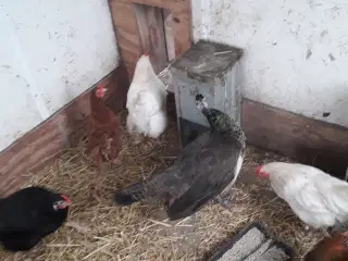Påfugle kyllinger fra 2 - 6mdr.