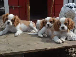 Cavalier King Charles Spaniel 