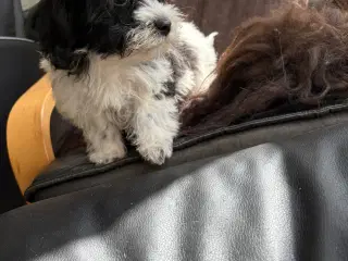 Allergivenlig -mini Yorkie mix