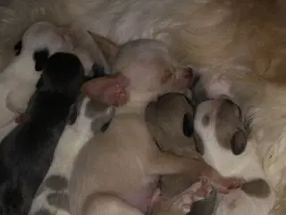 2 Shih Tzu/ Chihuahua blanding piger - 2