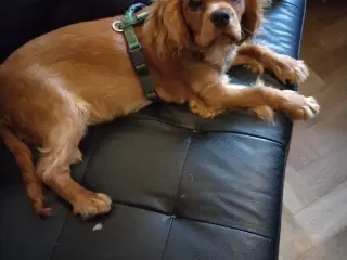 King Charles spaniel renlig gjort hvalpe 