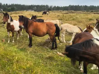 Reduktion af hestehold