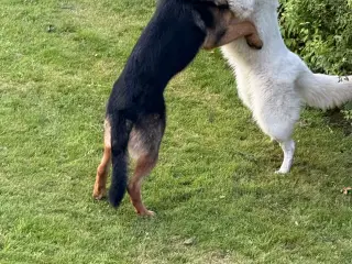 Lækker hanhund