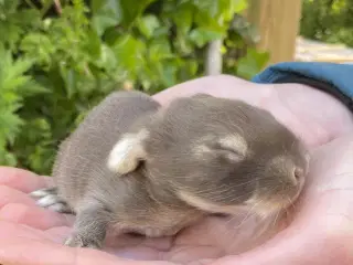 FRANSK VÆDDER HUN HAVANA OTTER