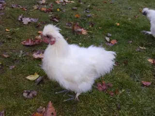 Silkehaner søger nye/nyt hjem