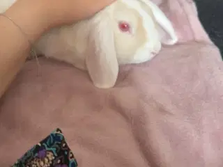 Verdens sødeste kanin sælges 