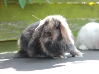 3 Dværgvædder hanner 