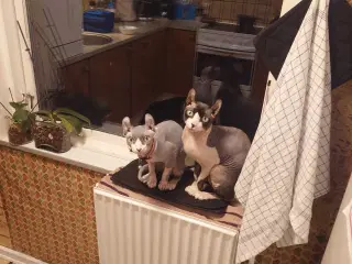Sphynx katte til salg