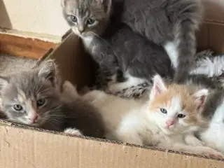 Maine Coon blandings killinger sælges