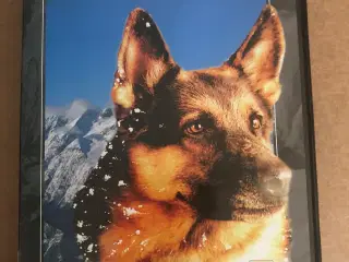 DVD - Ulvehunden
