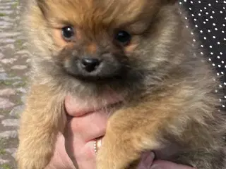 Pomeranian blandings hvalpe