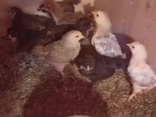 Varmefri kyllinger 