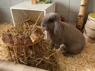 Dværgvædder Isabellafarvet han