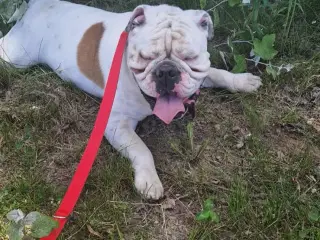Engelsk Bulldog 