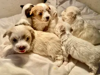 Små allergivenlige blandingshvalpe