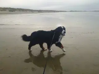 Meget kærlig Berner Sennen hund 