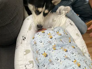 Parring tilbydes - Siberian husky 