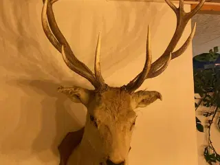 Kronhjort på opsats