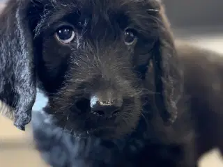 Labradoodle tæve på 8 uger m. stamtræ certificat