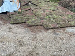 Sedumtag ecoflora fra growtek
