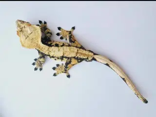 Krone gekko 