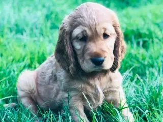 Engelsk Cocker spaniel