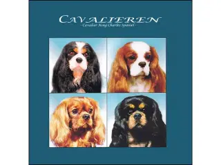 Cavalieren - Cavalier King Charles Spaniel