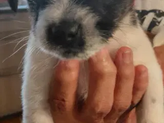 Blandingsracehvalpe søger et hjem