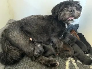 Lhasa Apso hvalpe m/DKK