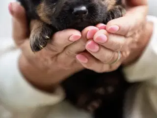 Schæferhvalp / tæve