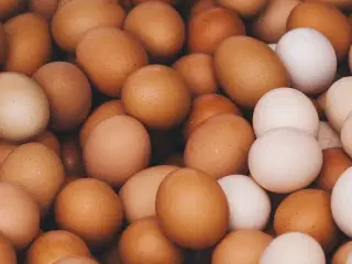 Økologiske æg