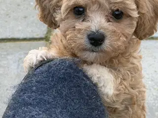 🐾 Skønne fældefri  hvalpe søger kærlige hjem 🐾