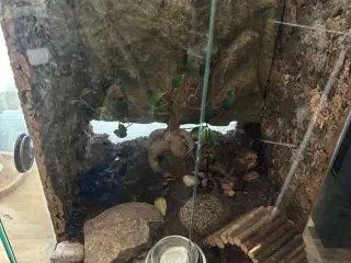 Terrarium 