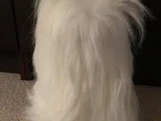 Mega sød hund til salg