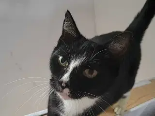 Mille ✅️ Neutraliseret, Vaccineret og øremærket ♀️