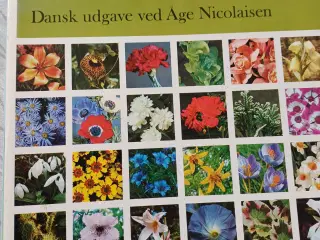 Lademanns Blomsteratlas af Hay,Roy & Patrick Synge