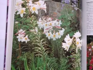 Politikens - Blomsterløg og Knolde