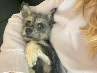 Dejlig hundehvalp sælges 