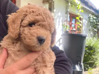 Goldendoodle F1bb-mini hvalpe