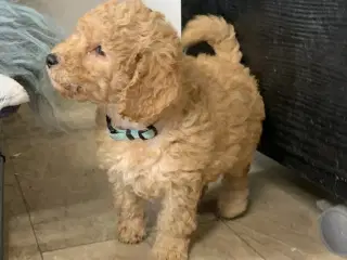  Golden Doodle F1B babyer er rejse klar