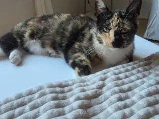 2 katte søger nyt hjem