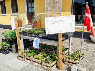 PLANTESALG i Vennebjerg 